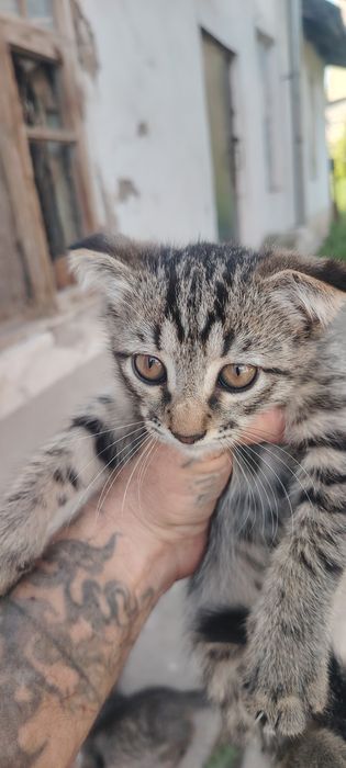 Котята в хорошие руки