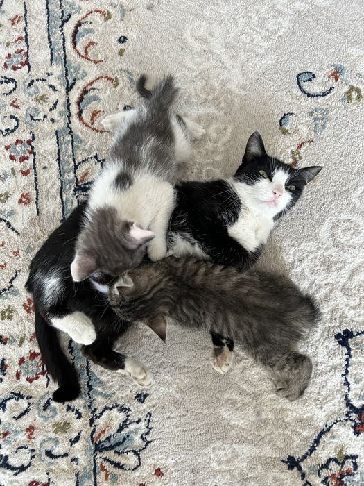 Срочно отдам котят