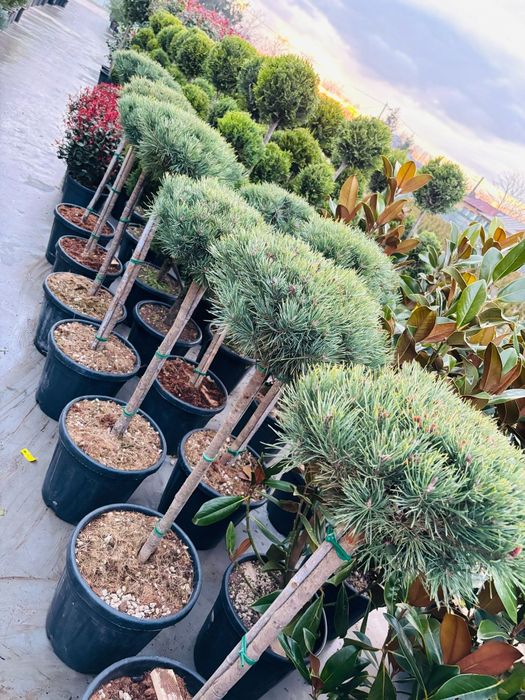 Tuia-occidentalis; smaragd; Magnolie GENIE,/ OFERTĂ de Primăvară!