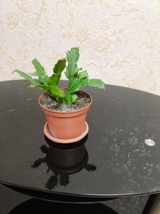 Продам декабрист вместе с горшком