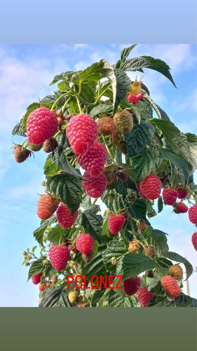 Butasi zmeura si coacaze negre si rosi