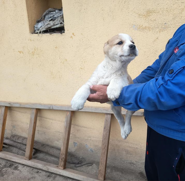 Алабай (Средно Азиатска овчарка)