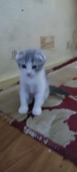 Котёнок скотиш фолд.