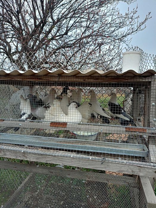 Продавам Гълъби..