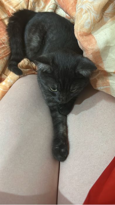 Отдам кошку в добрые руки