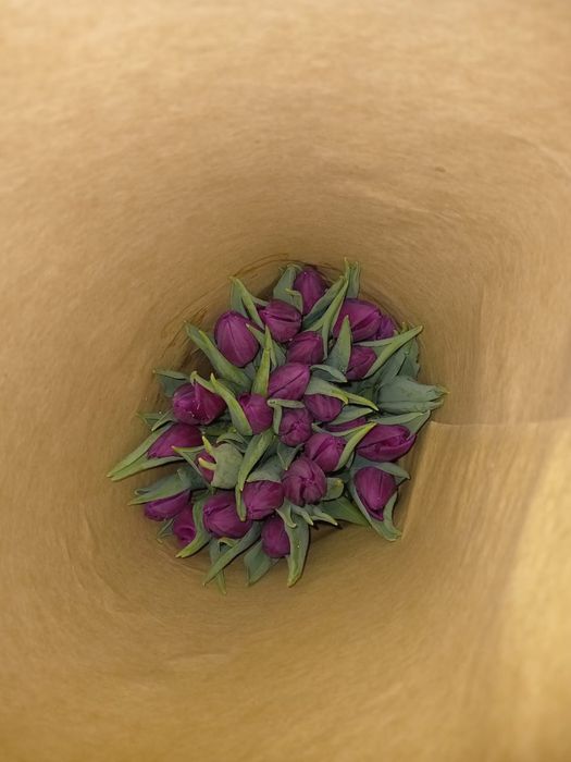 Цветы на 8-марта Тюльпаны