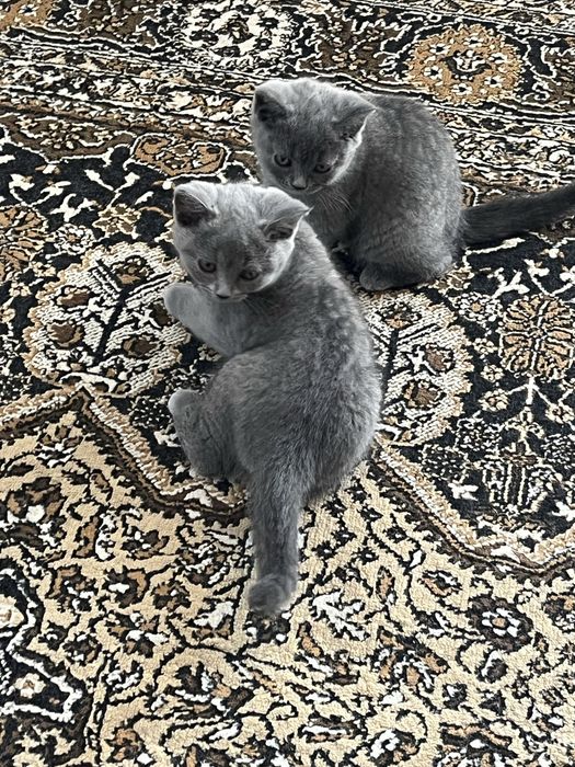 Британски котета