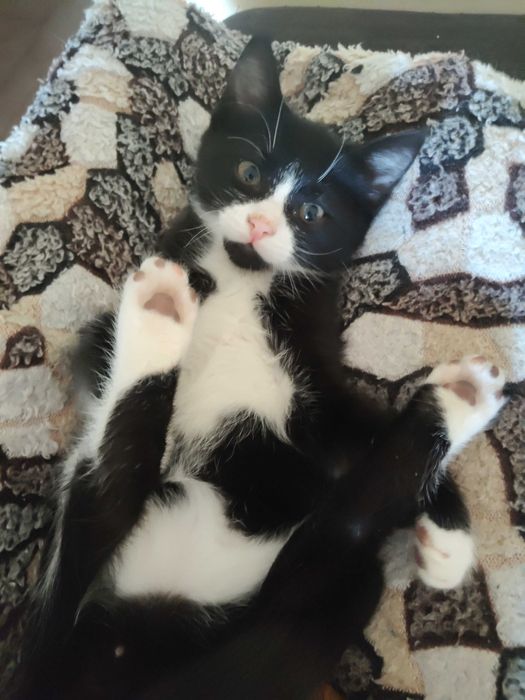 Котета, мъжки с хигиенни навици.