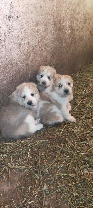 Продам мощного Шенка алабай девочка