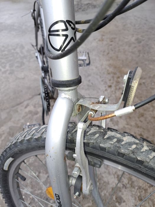 Велеспид пашти янгидай россиядан келган