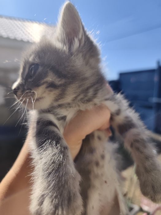Отдам котят в добрые руки