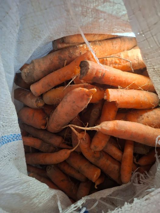 Morcov pentru animale