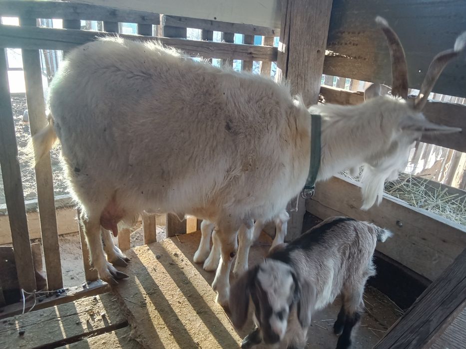 Продаётся коза с козлятами