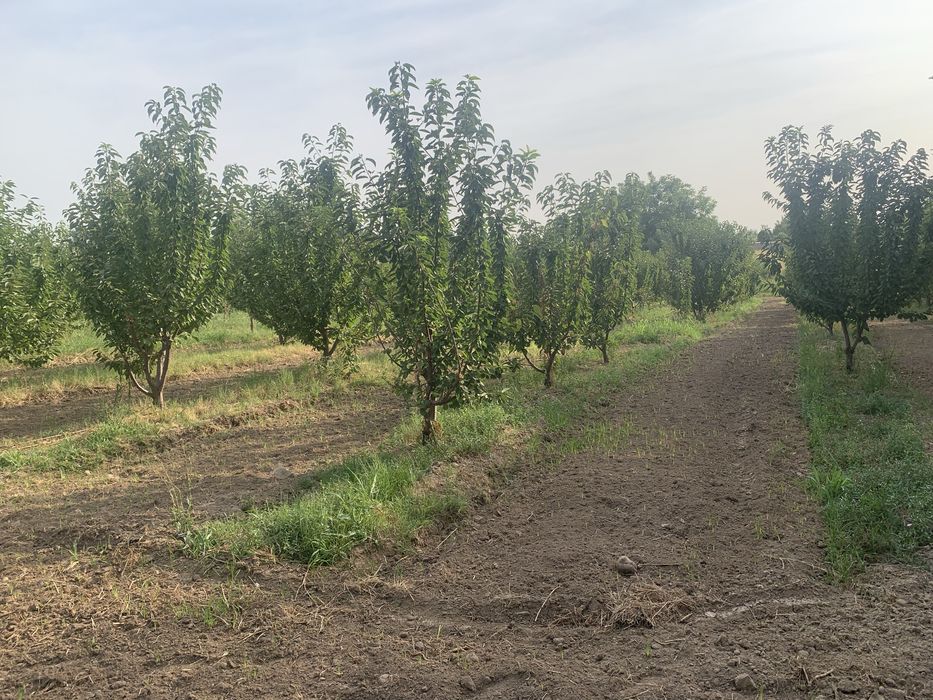 Bog’ maydoni 30 sotx giloz bog 100ta kochat bor