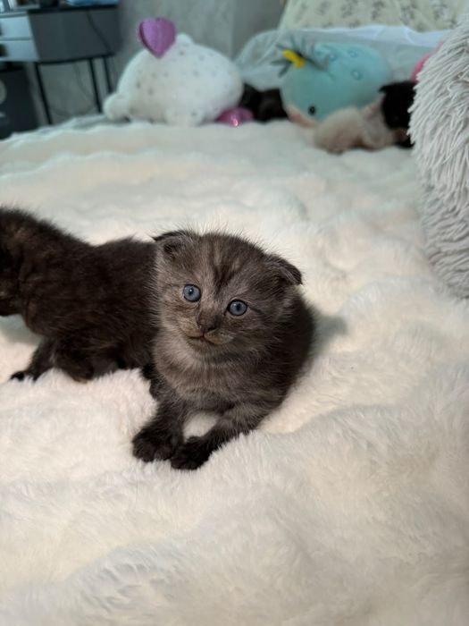 Отдам котят в добрые руки