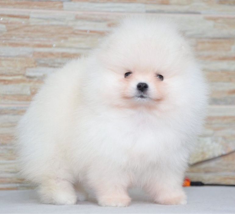 Fetita pomeranian mini/toy!