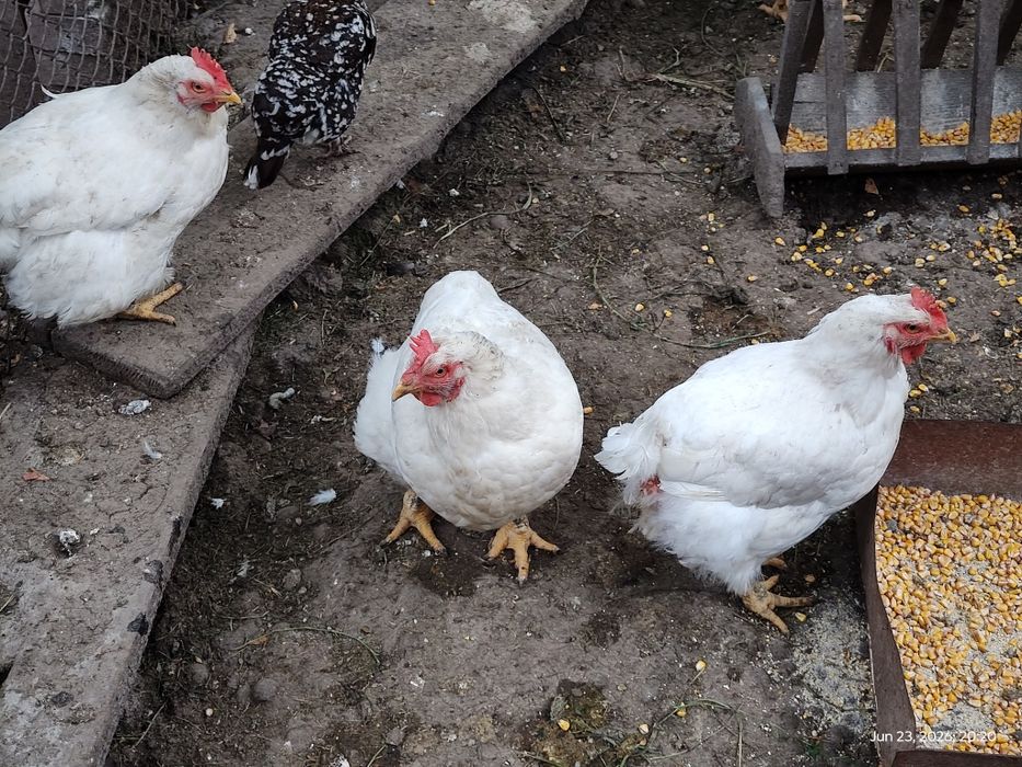 Carne gaina crescuta cu cereale, judet iasi