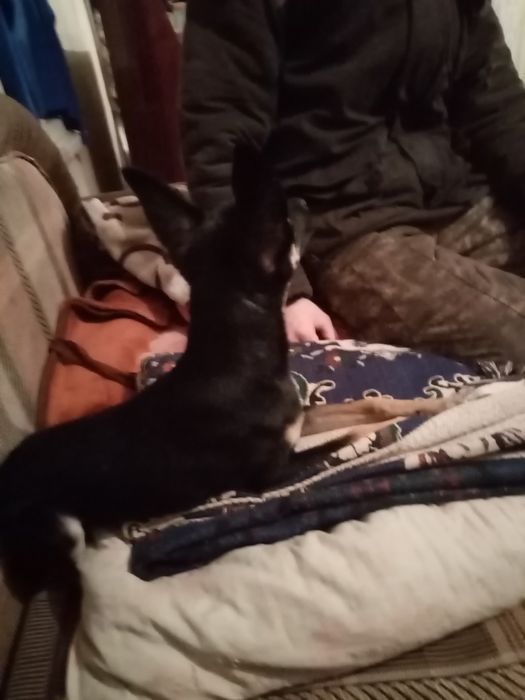 Продаю продаю сабаку