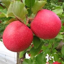 Олма кучатлари сотувда