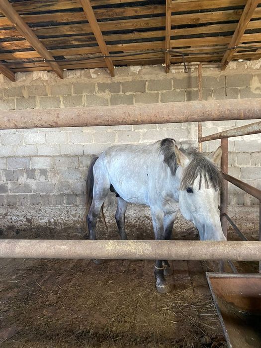 Прдаю жеребцов(находимся в Үштөбе)