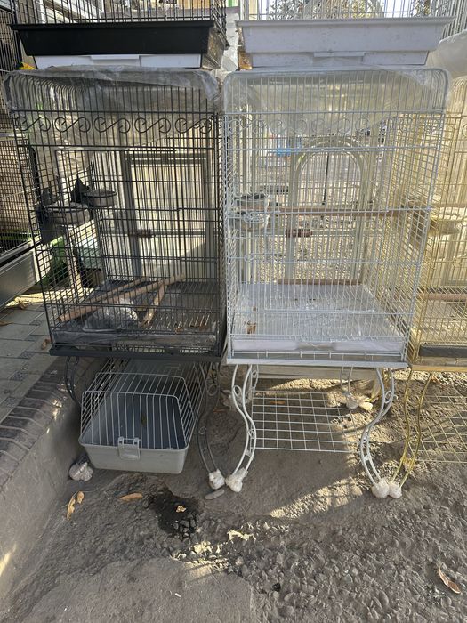 qafalar xarhil turdagi qushlar unchun