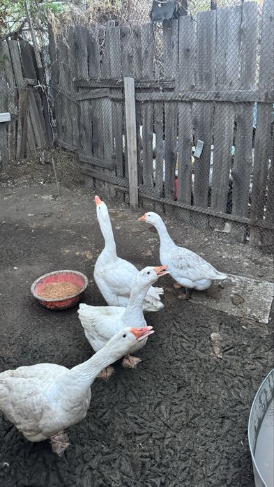 Продам гусь ,цена договорная