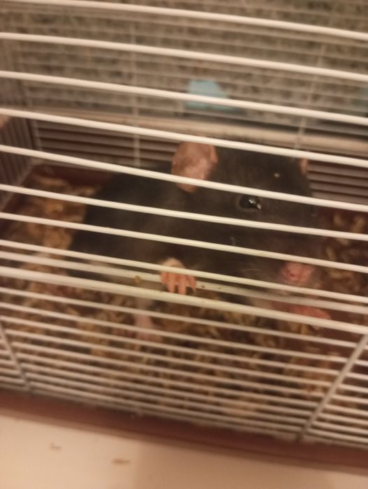 Отдам домашнию крысу даром.(Самка)