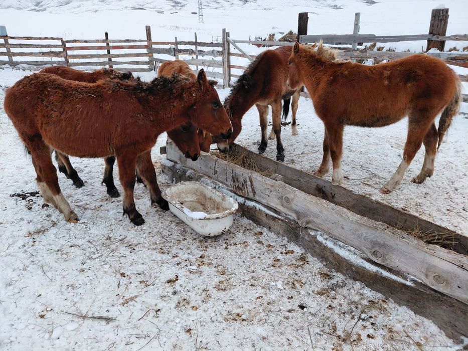 Продам жеребят,нынешних