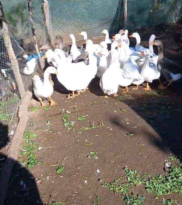 Vând gâște adulte și ouă de gasca