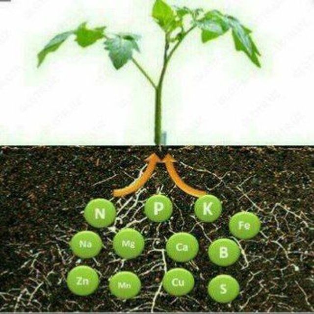 Biogumus va Kaliforniya qizil yomg‘ir chuvalchangi