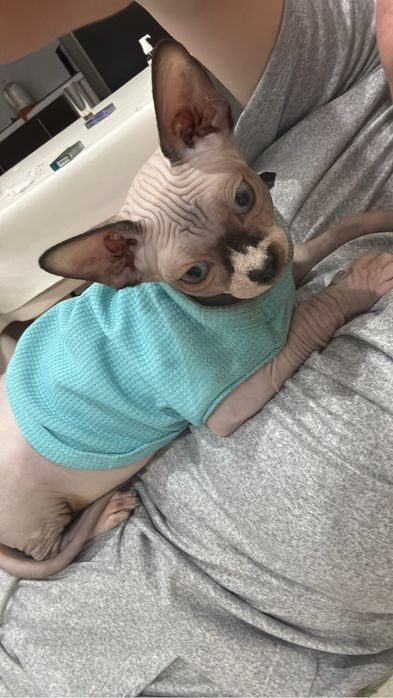 Продам котенка Сфинкс