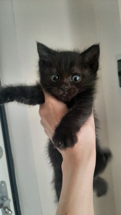 Котята, котики в добрые руки