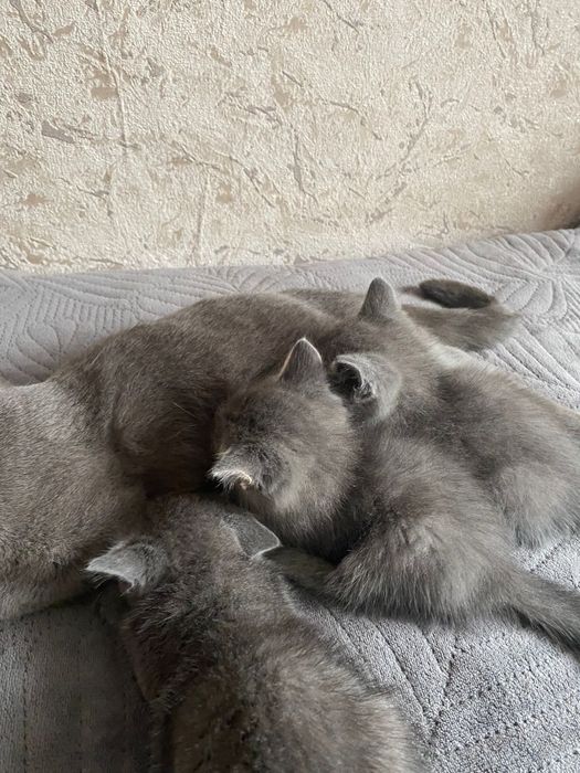 Британские котята