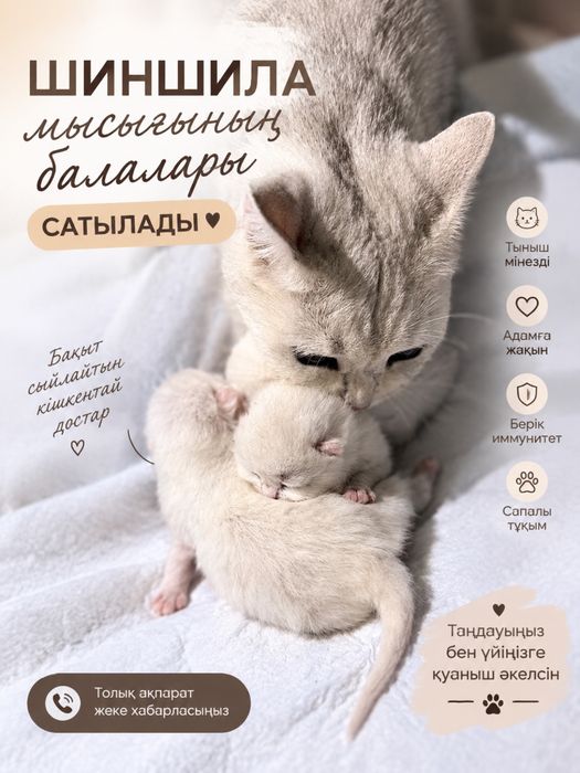 Шиншила мысығының балалары сатылады