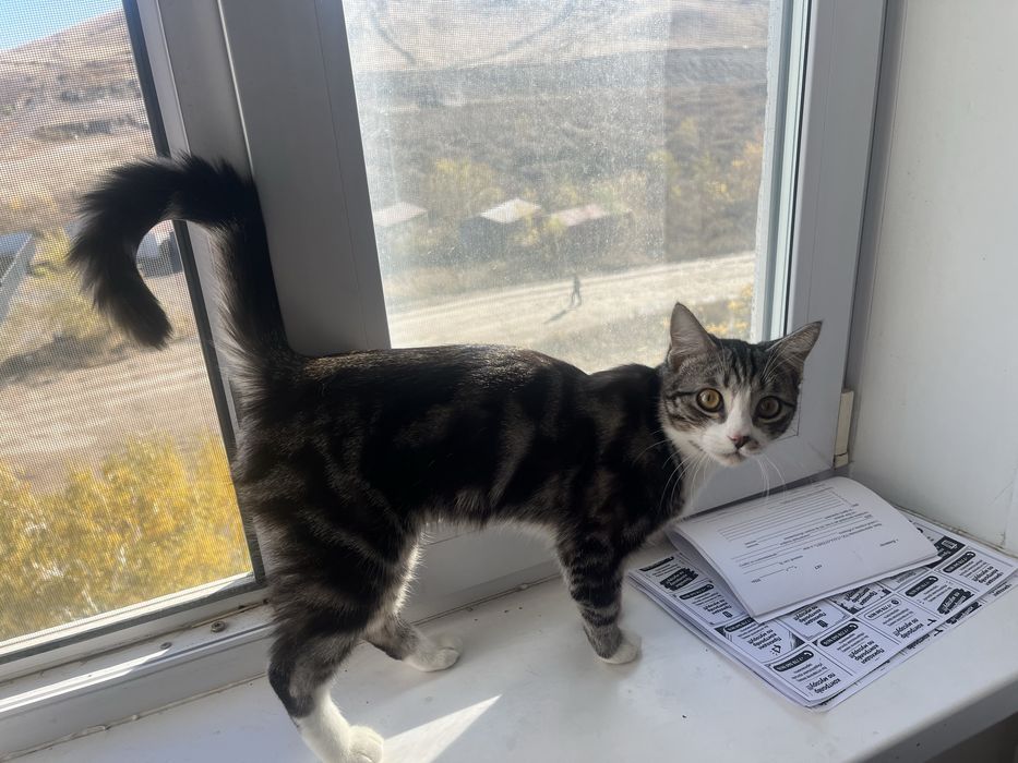 Кот ищет кошечку для вязки