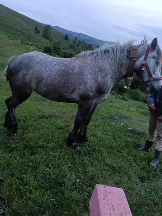 Iapa de  vânzare