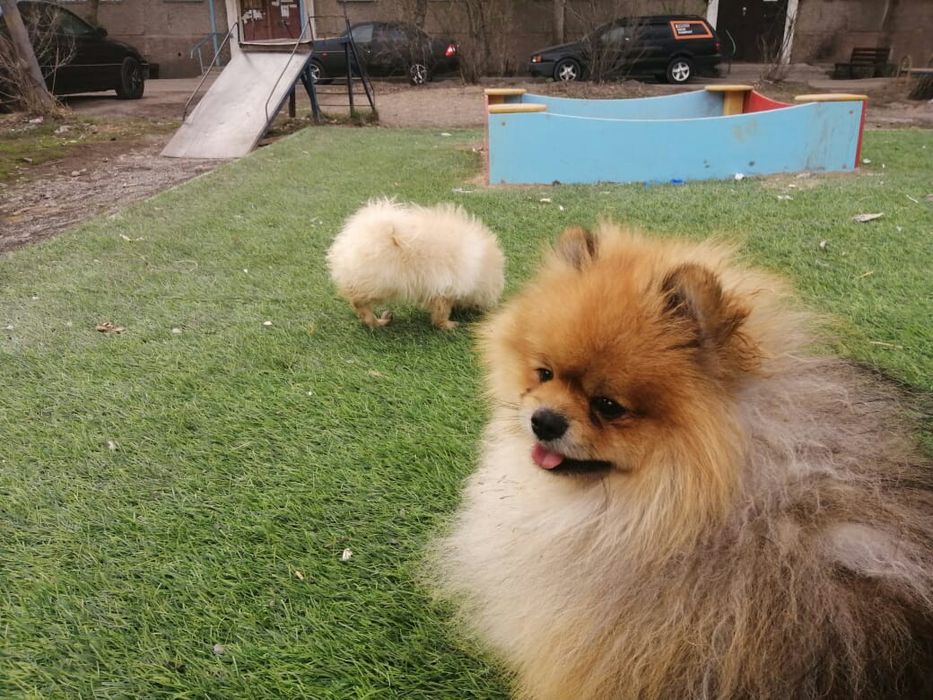 Вязка,шпиц красавчик