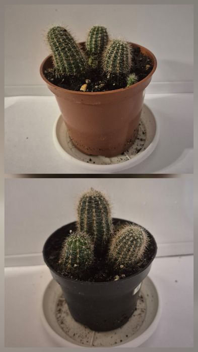 Кактусы продам. Цена за ВСЕ.