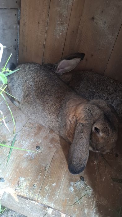 Vând cotoc de monta