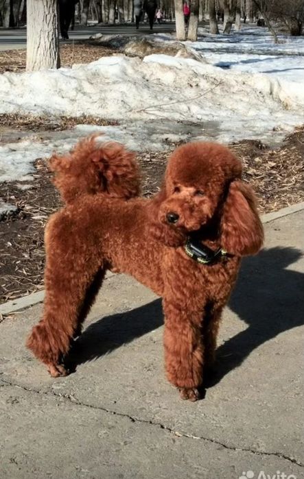 Щенок карликового пуделя