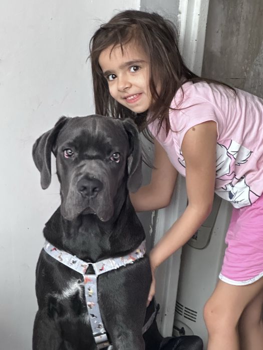 Кане Корсо 5 месеца