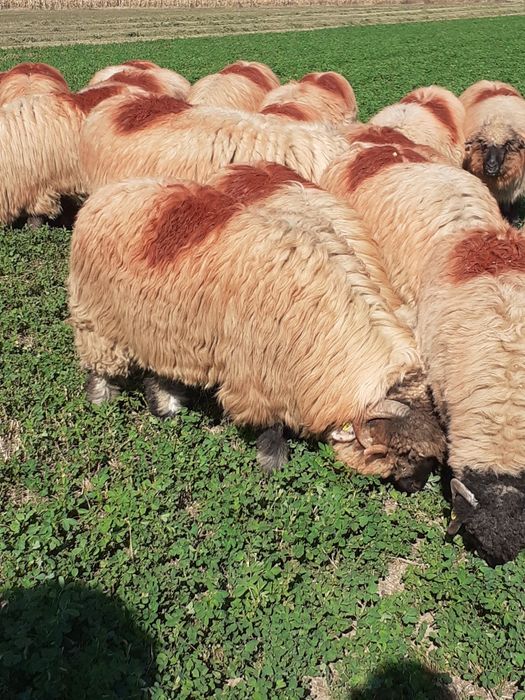Berbec bucălău...