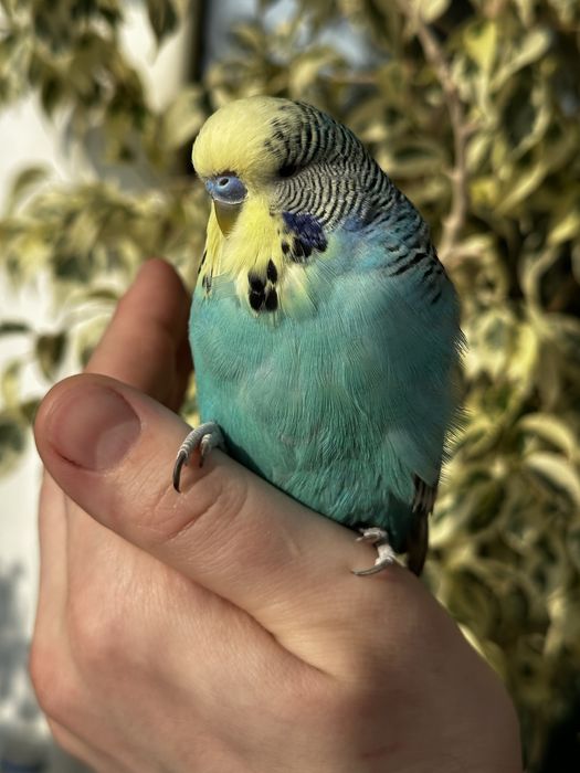 Выставочный Чех.