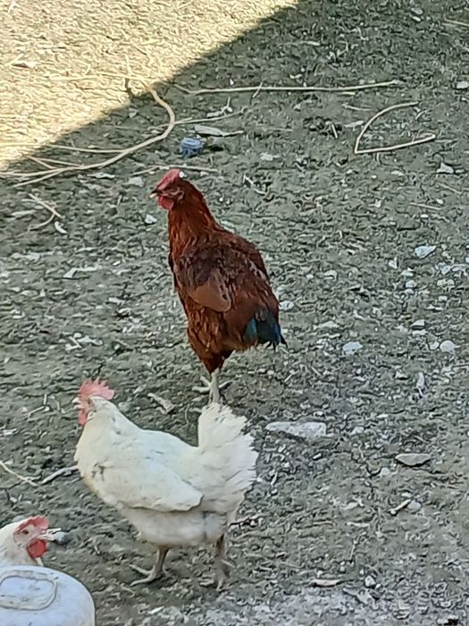 Sogʻlom tovuqlar sotiladi damawni