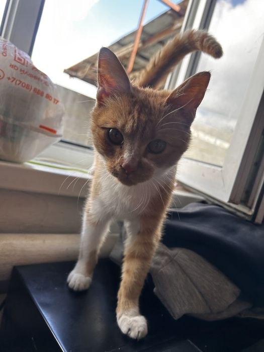 Отдам кошек только в хорошие руки