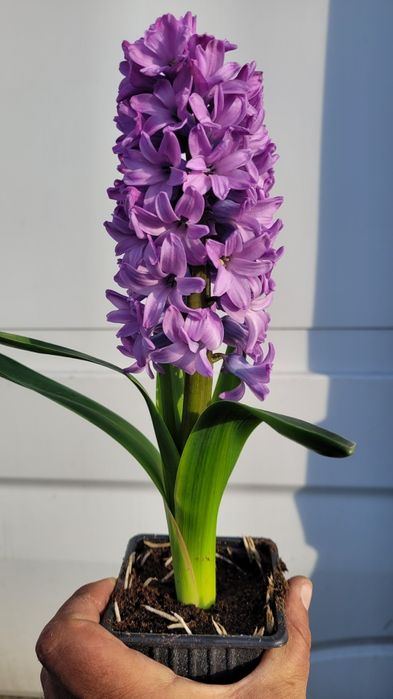 Зюмбюл в саксия за 8-ми март