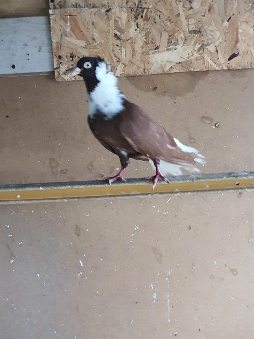 Омурташки гълъби