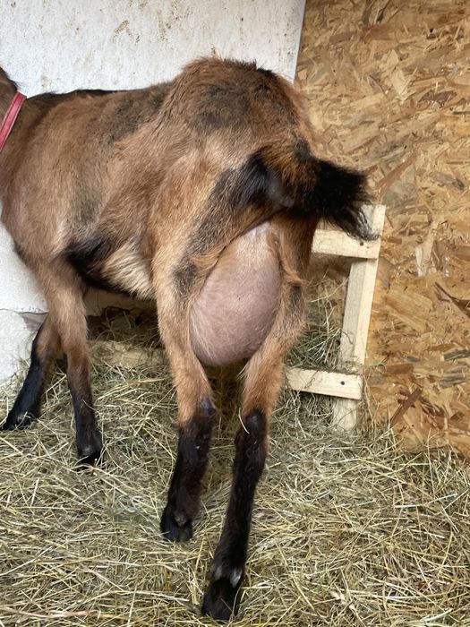 Alpina franceza cu ied