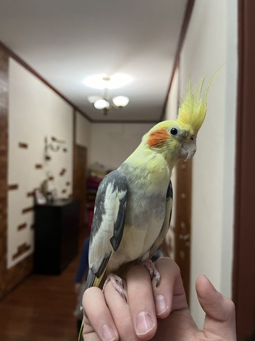 Карелло ручной.