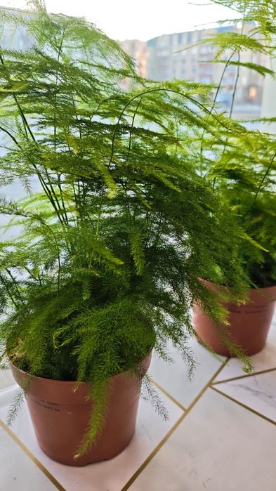 Продам комнатные цветы